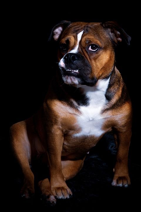 狗 斗牛犬 英国牛头犬 另类英国斗牛犬 哺乳动物 动物 可爱的