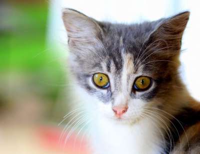 家猫 猫 宠物 宠物猫 国内的猫 动物 猫科动物 猫的眼睛