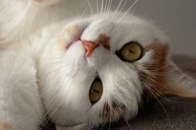 猫 动物 白色的 斑 家猫 猫眼 家畜 眼睛 手表 放松