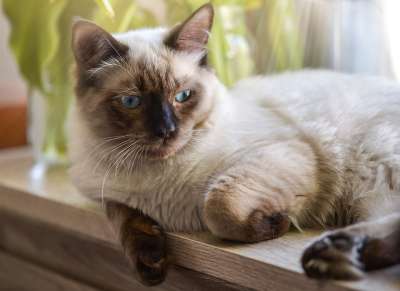 猫 布娃娃 休息 小猫 基蒂 蓝色的 动物 轻松 可爱的 松弛