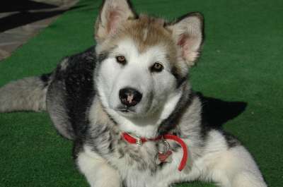 狗 小狗 阿拉斯加雪橇犬 枪口 眼睛 宠物