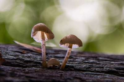 蘑菇 落下 森林 自然 迷你蘑菇 宏 森林地面 海绵 关闭