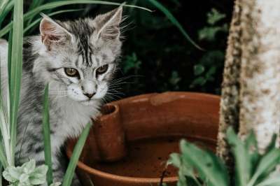 猫 国内的猫 花园 国内动物 户外 动物