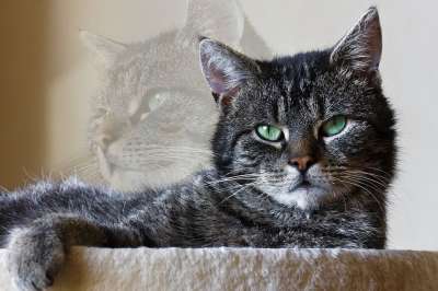 动物 哺乳动物 野生动物 动物肖像 猫 家畜 细心 眼睛 猫眼