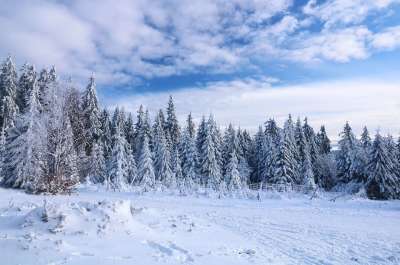 雪 树木 原野 冬天 森林 下雪的 寒冷的 冬季景观 景观