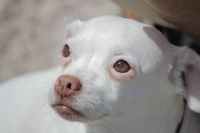 狗 小狗 眼睛 奇瓦瓦州 可爱的 犬类 动物 宠物 毛皮 猎犬