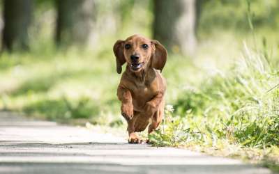 腊肠犬 狗 宠物 犬类 动物 毛皮 鼻子 哺乳动物 草 草地