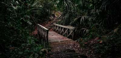 丛林 桥 路径 自然 森林 树木 河 绿色 云 光 旅行