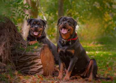 罗威纳犬 狗 小狗 动物 自然 犬类 哺乳动物 羊毛 亲爱的