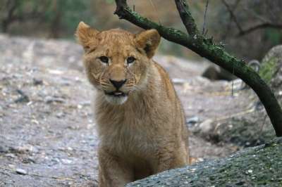 狮子 幼兽 年轻 动物园 大猫 捕食者 兽中之王 动物 野生动物