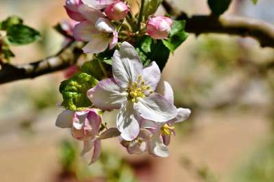 苹果花 苹果树 苹果树花 盛开 春天 开花 白色的 春花 梅花