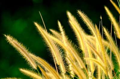 草 野生植物 自然 狐尾 生长 植物学 特写