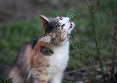 那只猫 猫似的 吃 有色 动物 看 美丽