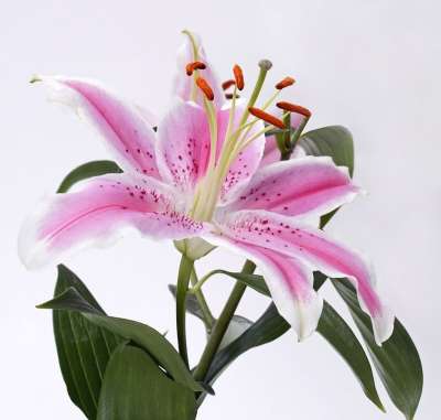 百合 开花 花 粉色的 白色的 绿色 关闭 雄蕊 橡皮图章
