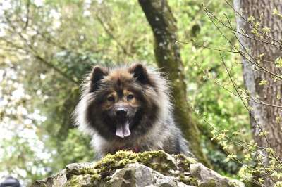Eurasier 森林 狗 野生动物 宠物 犬类 动物 欧亚狗