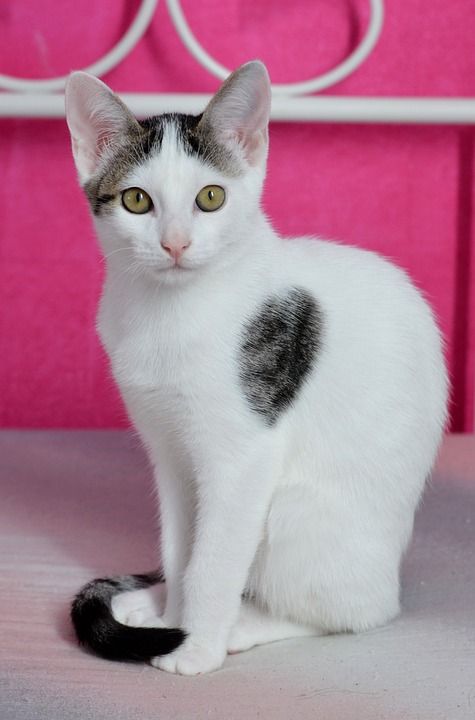 猫 家畜 家猫 猫肖像 小猫 年轻的猫