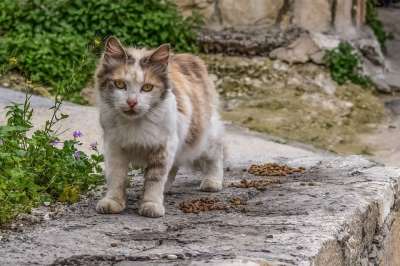 猫 迷路 街道 动物 哺乳动物 年轻 可爱的 小猫 凝视