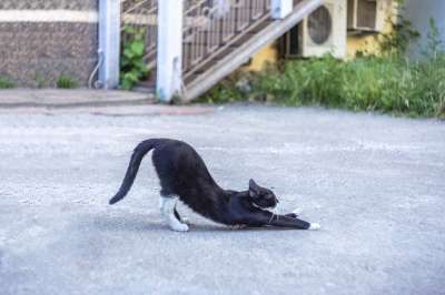 猫 孩子们 微笑 喜悦 爱 压痛 冒险 动物 围场 猫咪