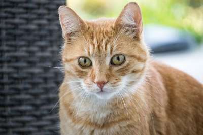 猫 家猫 动物 野生动物 鲭鱼