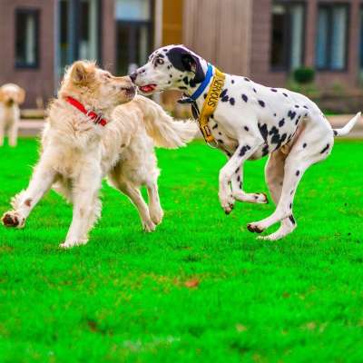 金毛猎犬 达尔马提亚 狗 发挥战斗