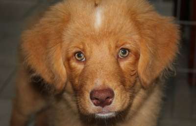 新斯科舍鸭收费猎犬 狗 小狗 宠物 动物 收银员 年轻的狗 国内的