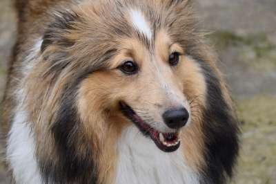 狗 设得兰群岛牧羊犬 年轻的婊子 纯种狗 动物 狗Nayana 女性