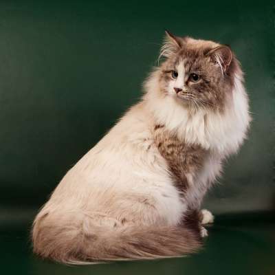 瓦伪装猫 猫 涅夫斯基 美丽 家猫 漂亮的猫 宠物 年轻的猫