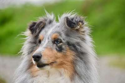 狗 母狗 设得兰群岛牧羊犬 谢尔蒂 狗赏金 动物 蓝色的梅尔