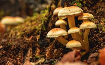 蘑菇 菌类 苔藓 森林蘑菇 森林地面 森林 自然 落下 特写