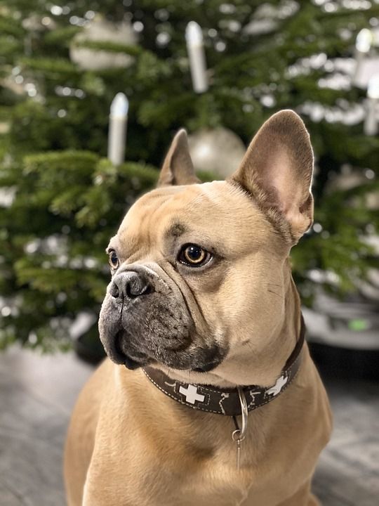 圣诞节 狗 背景 法国斗牛犬 可爱的 肖像 动物肖像 枞树