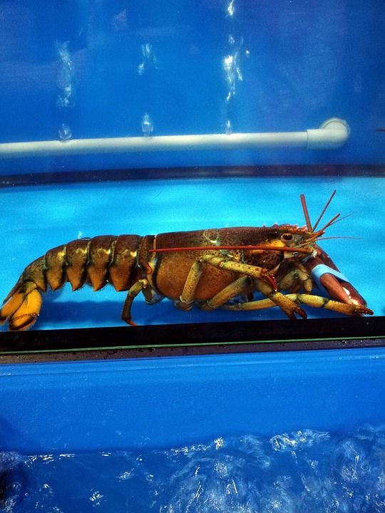 龙虾 居住 海鲜 甲壳类 美食家 生的 活 贝类 爪 钳