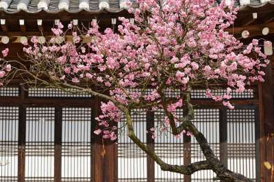 梅花 冬天 自然 干净的 韩国 花 春天 大自然 植物