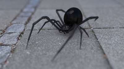 Arachnophobia 蜘蛛 寡妇 黑寡妇 电脑图像 形象的