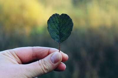 手 叶子 落下 手指 自然 关闭 绿色 拇指 植物 保持