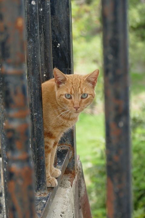 猫咪 猫 巷子里的猫 宠物 哺乳动物 动物区系 红色 有条纹的