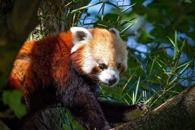 小熊猫 猫熊 熊猫 哺乳动物 动物 关闭 树 可爱的 红色的