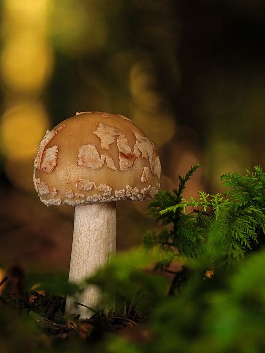 珍珠蘑菇 蘑菇 森林蘑菇 食用 野生蘑菇 光盘真菌 变红鹅膏菌