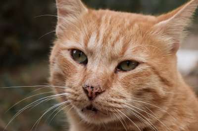 猫 宿醉 红色的 有条纹的 猫脸 流浪 关闭 Katzenkopf
