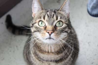 猫 脸 家猫 动物 虎猫 猫眼 可爱的 鲭鱼 毛皮 好奇；兴奋