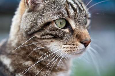 猫动物肖像 动物 头发 家猫 家畜 猫脸 野生动物