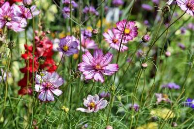 Cosmea 花草甸 花 开花 花瓣 植物 植物群 自然