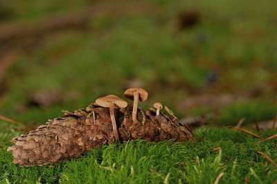 蘑菇 植物 毒菌 真菌学 松果 小蘑菇 森林 苔藓 荒野 自然