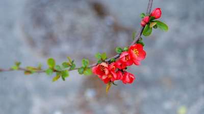 梅花 花 春天 春天的花朵 大自然 美丽的 韩国 这种类型 梅花