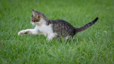 猫 小的 玩 草 可爱的 家畜 小猫 年轻 自然 俏皮的