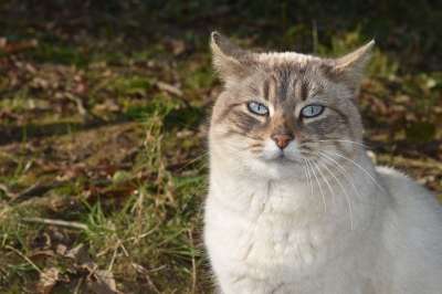 猫 小猫 蓝眼睛 女性 动物 胡须 麻豆