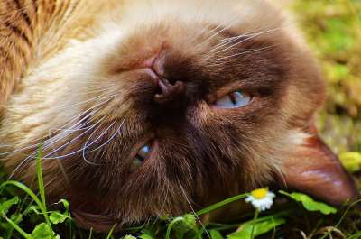 猫 英国短毛猫 毛皮 棕色的 浅褐色的 可爱的 纯种 蓝眼睛