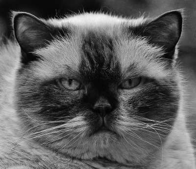 猫 英国短毛猫 黑和白 可爱的 动物 纯种 亲爱的 猫眼