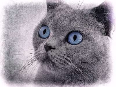 猫 猫图 蓝眼睛 画画 灰色的 动物 家畜