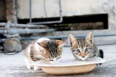 小猫 猫 宠物 动物 可爱的 眼睛 毛皮 国内的 毛茸茸的