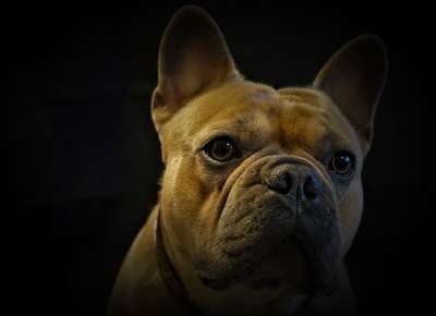 法国斗牛犬 狗 肖像 动物肖像 黑暗的 米黄色黑色的 高贵 毛皮